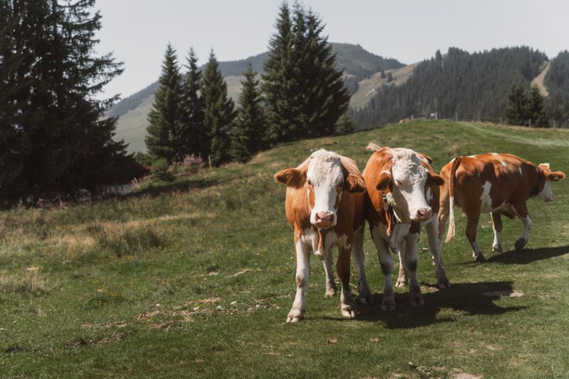 Three cows grazing in Wildschönau-Niederau, Tyrol's lush green alpine meadows under a clear sky.