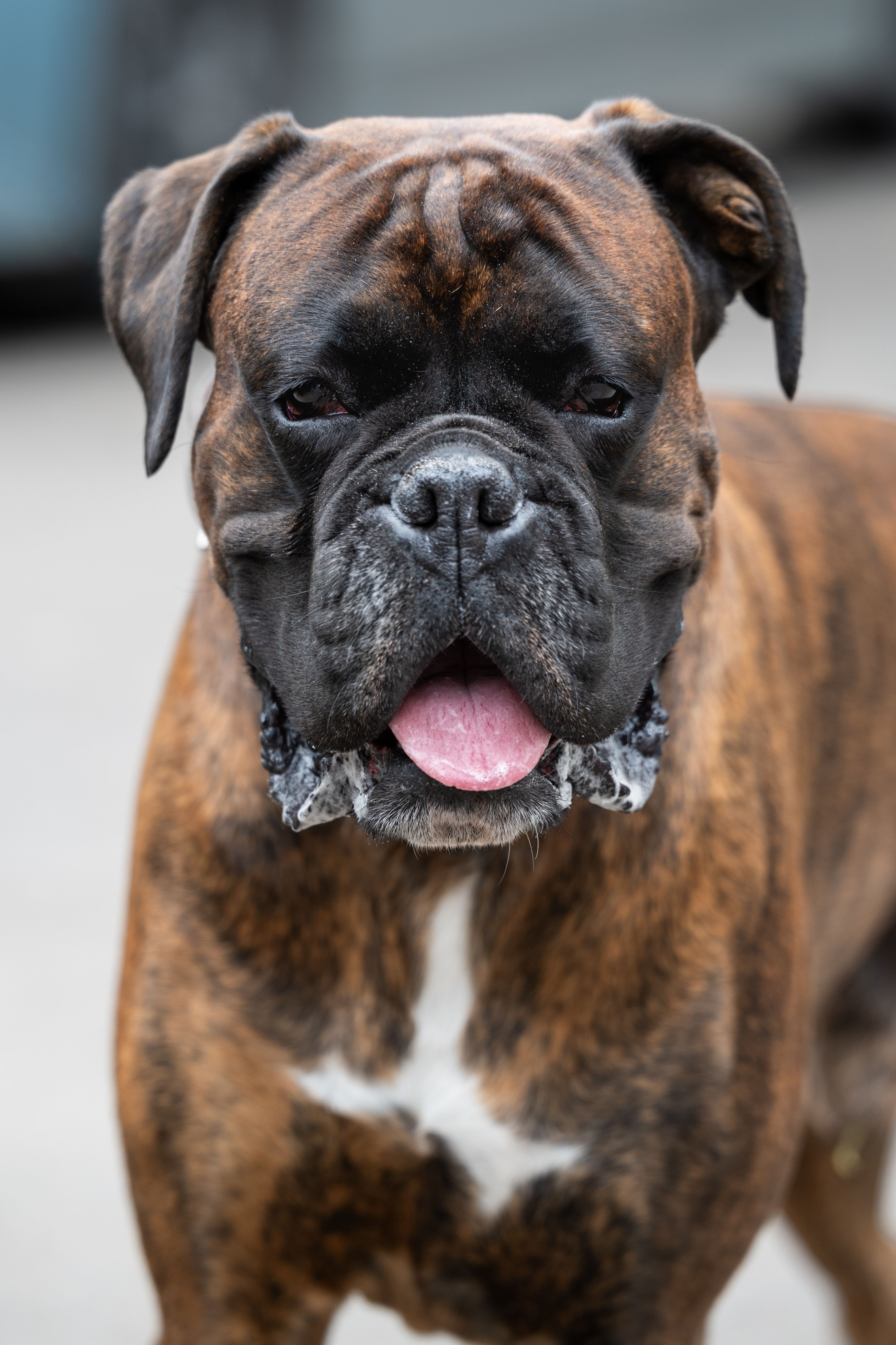 A detailed close-up portrait of a brindle Boxer dog with an expressive face and a pink tongue.