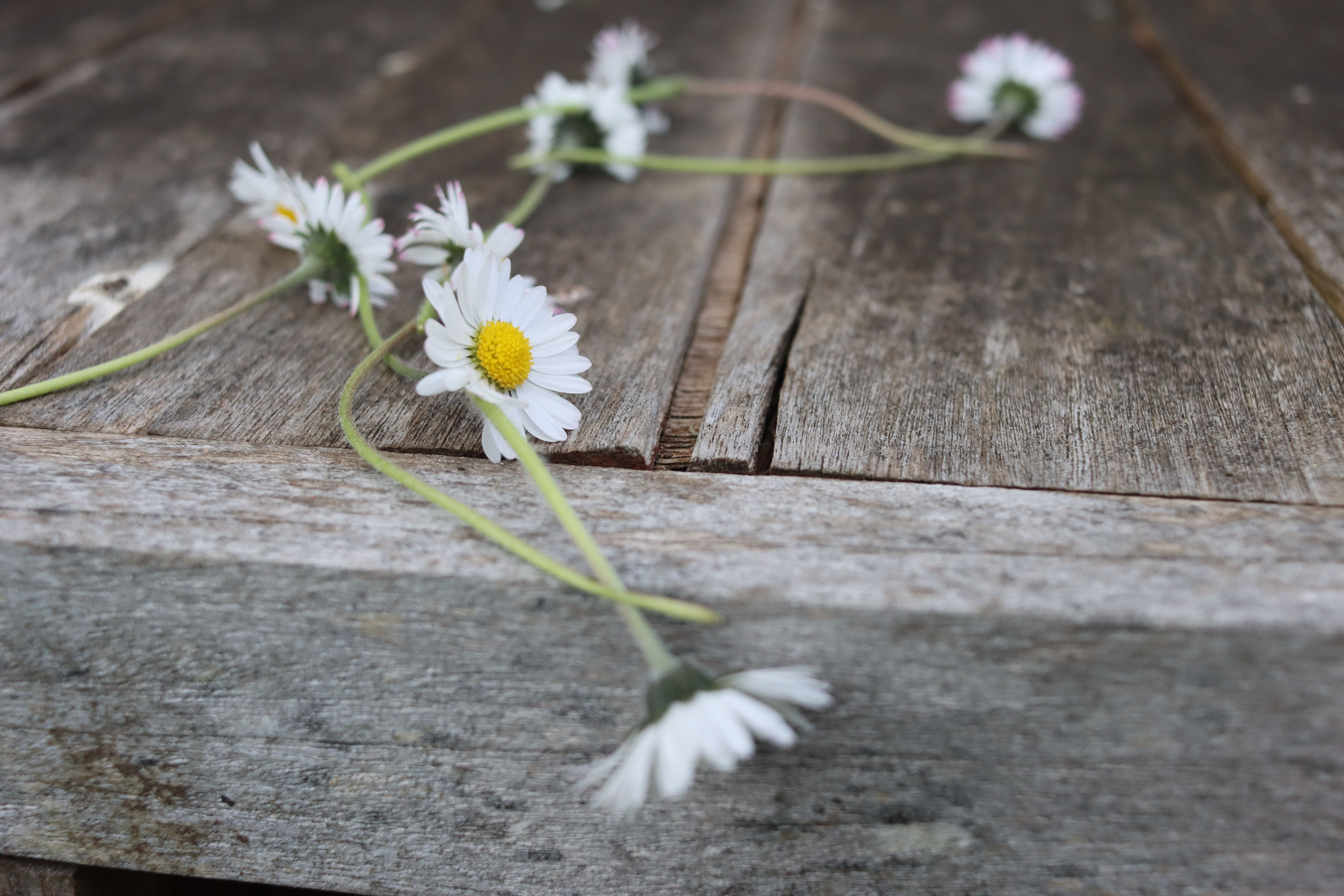 Flowers Extending Out Photos, Download The BEST Free Flowers Extending ...
