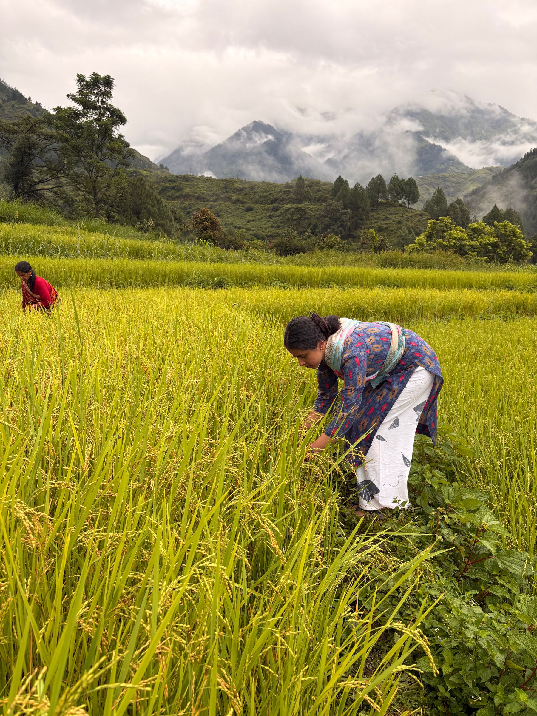 Munsiyari village and fields