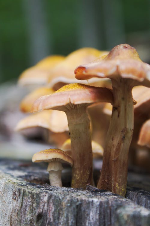 Close Up Photo of Mushrooms