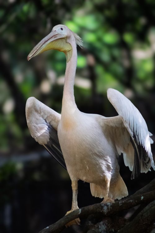 Free A graceful pelican with wings extended in a lush, green environment, showcasing its majesty. Stock Photo