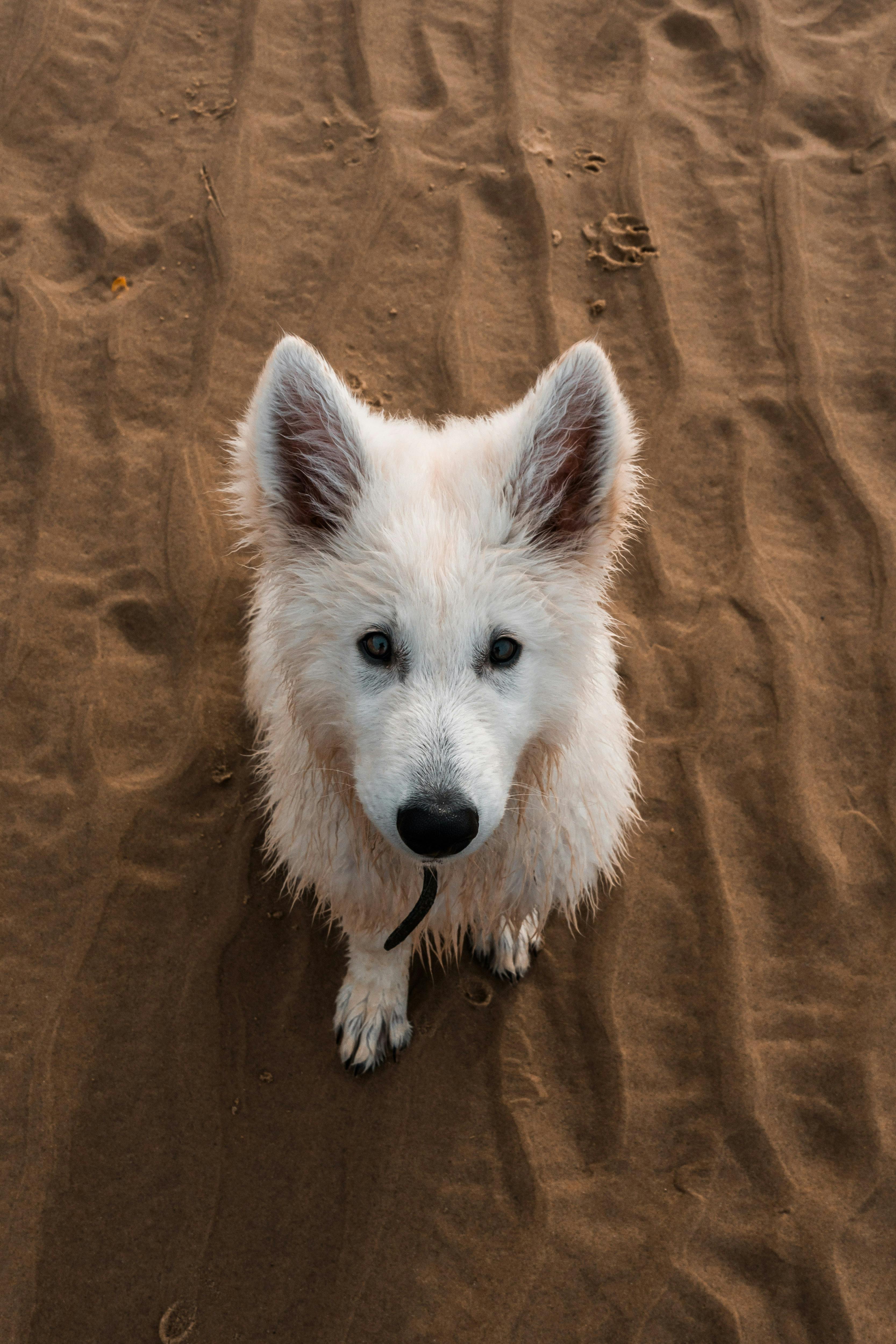 white long coated dog