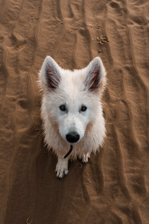 Ingyenes stockfotó állat, aranyos, berger blanc suisse témában