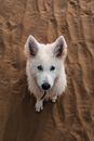 一只可爱的瑞士牧羊犬小狗坐在法国埃斯卡勒的沙滩上