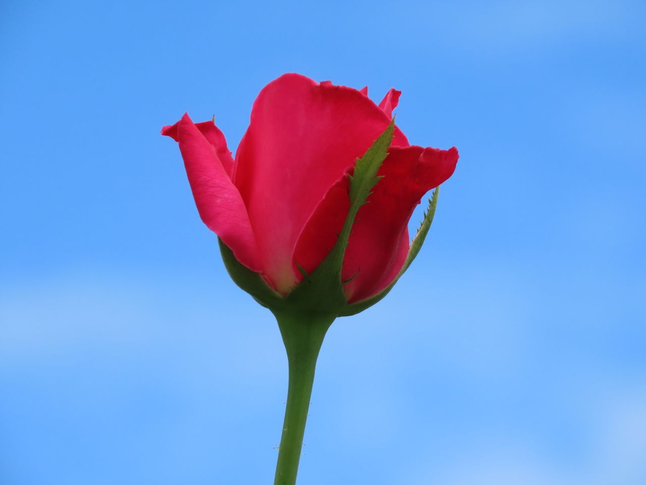 close up of a vibrant red rose in full bloom set against a clear blue