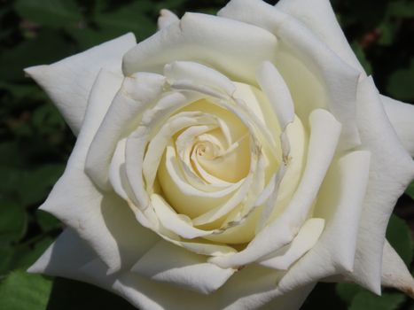 Detailed shot of a white rose in full bloom, captured in Sydney, Australia.