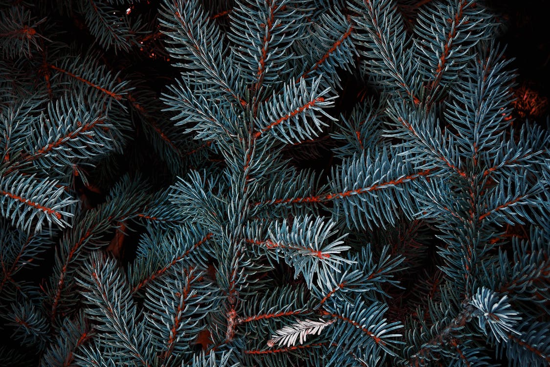 Beautiful Blue Spruce branches with needles growing in coniferous forest at night