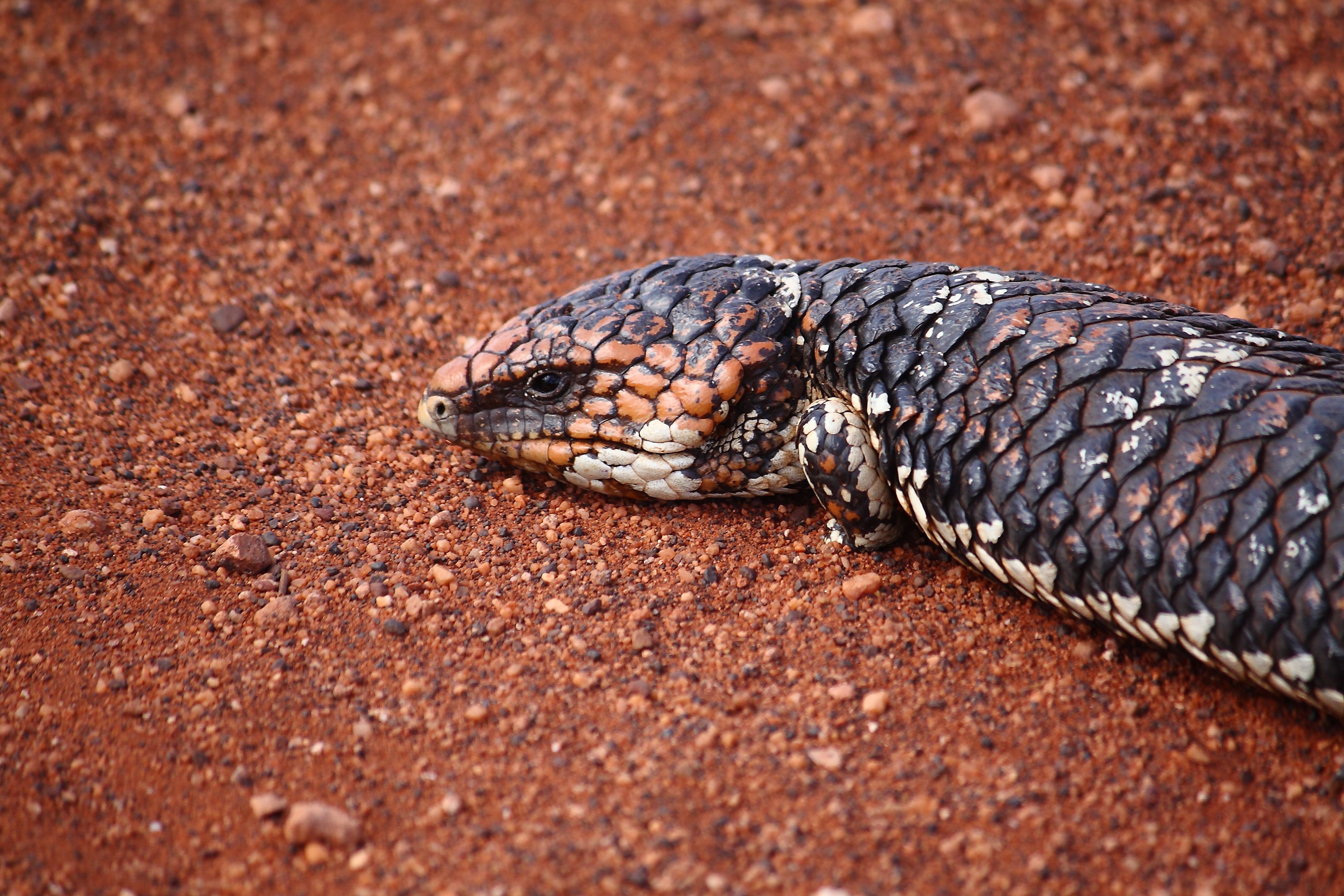 Close-up of a Shingleback lizard on the red sands of Australia, showcasing its textured scales.