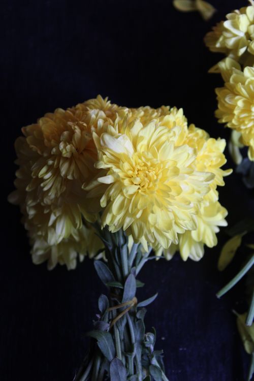 Free Bright yellow chrysanthemums with lush petals in a close-up view. Stock Photo