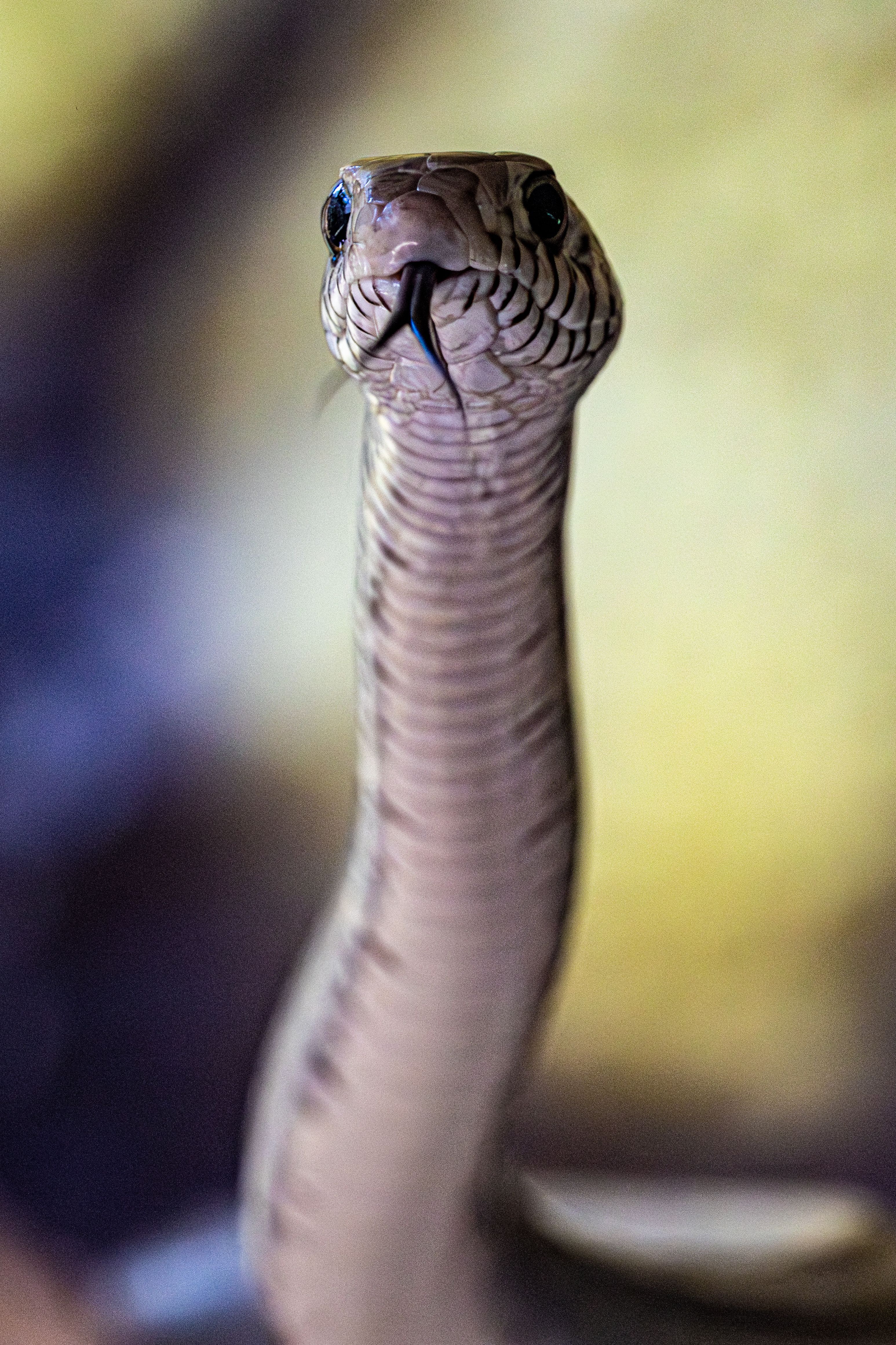 Intense close-up of a black mamba snake with sharp focus on its eyes and scales.