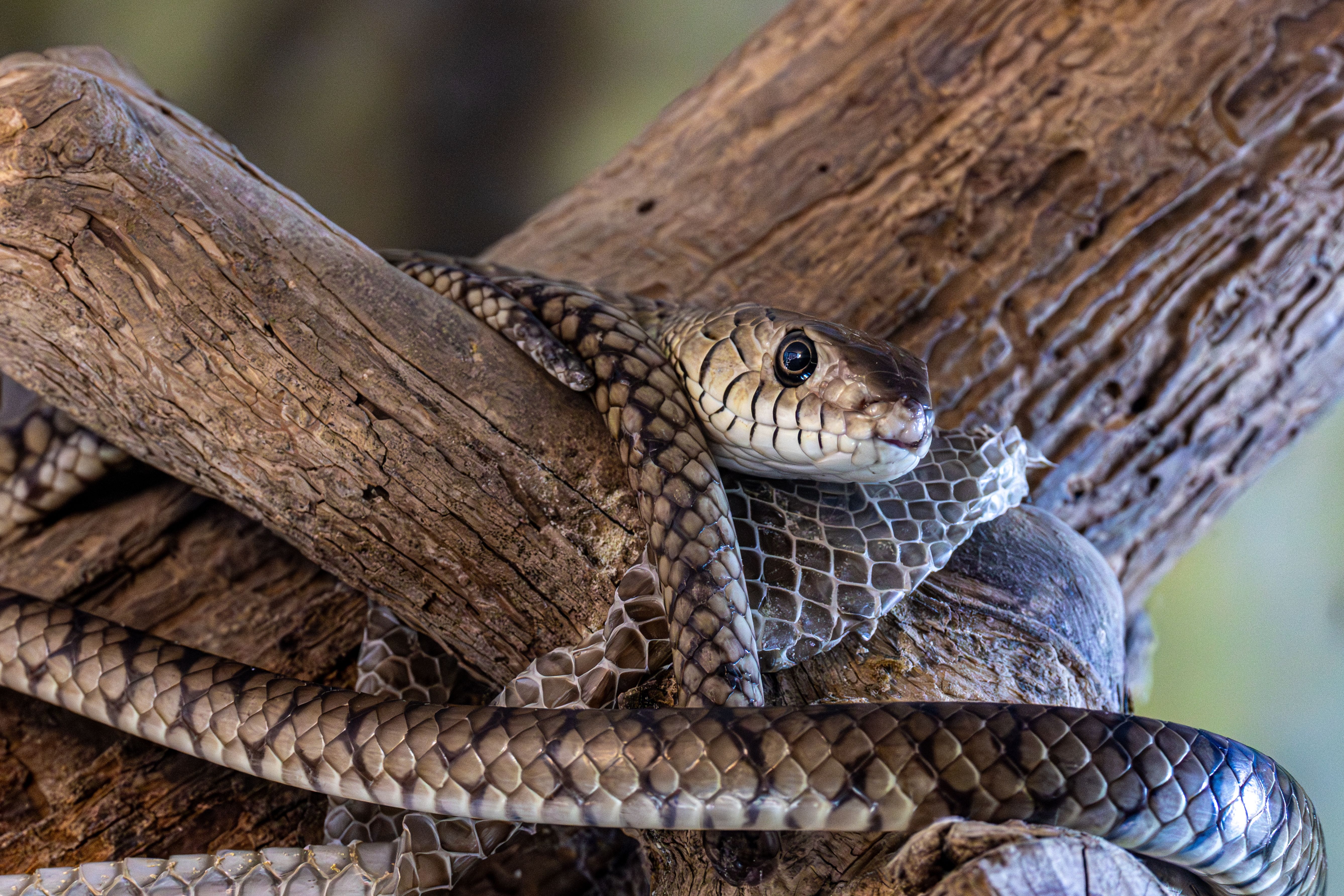 Detailed view of a snake shedding its skin on a wooden branch indoors.