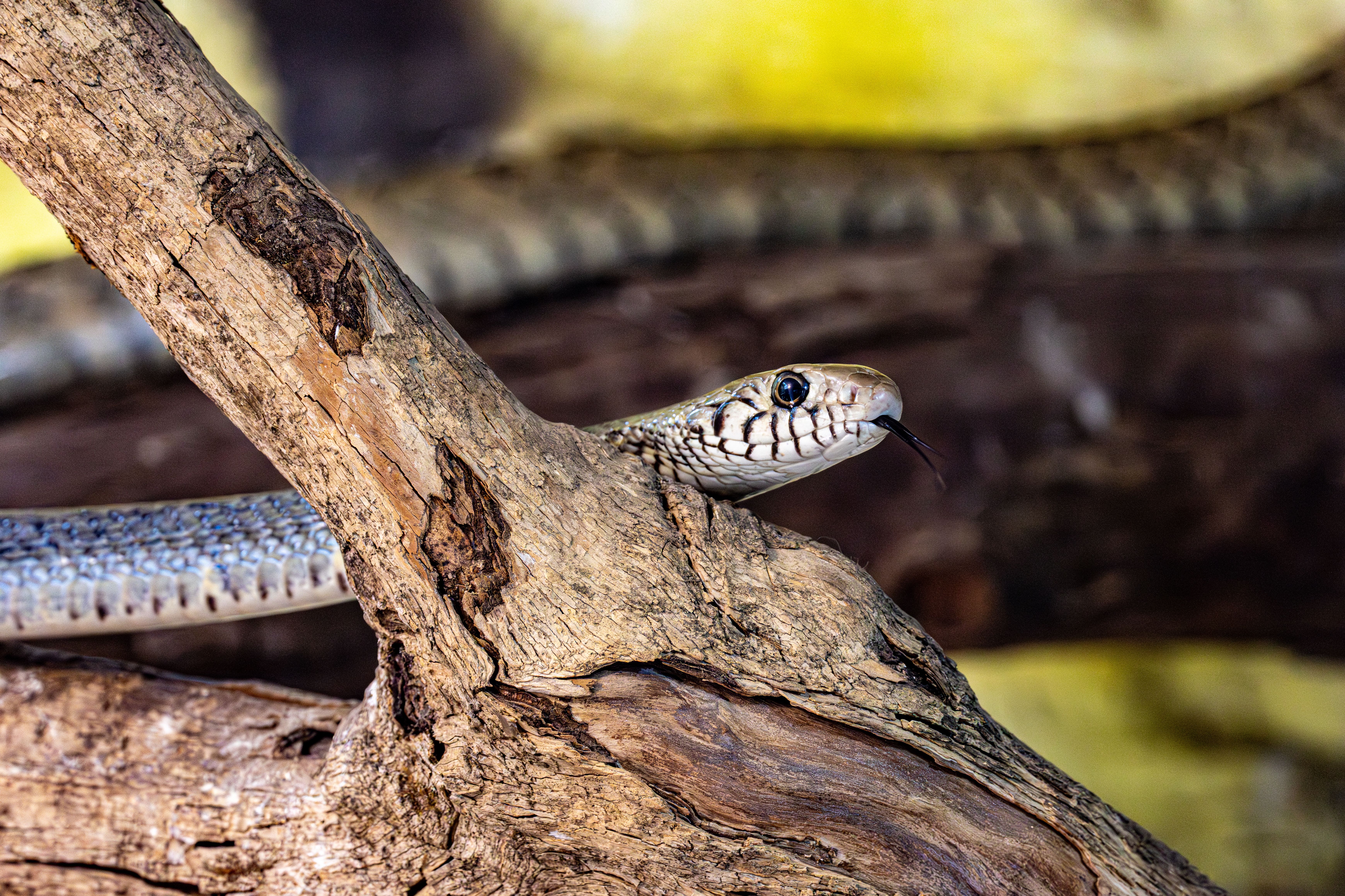 Snake Peeking Through Tree Branch in Natural Habitat · Free Stock Photo