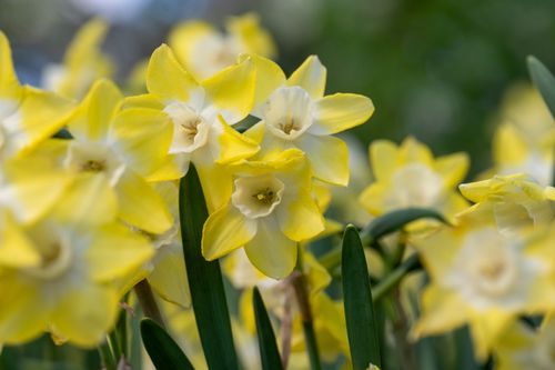 Free A beautiful display of vibrant yellow daffodils in full bloom, symbolizing the arrival of spring. Stock Photo