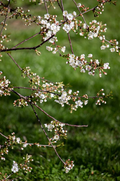 Free Close-up of blooming cherry blossoms on branches with lush green background. Stock Photo