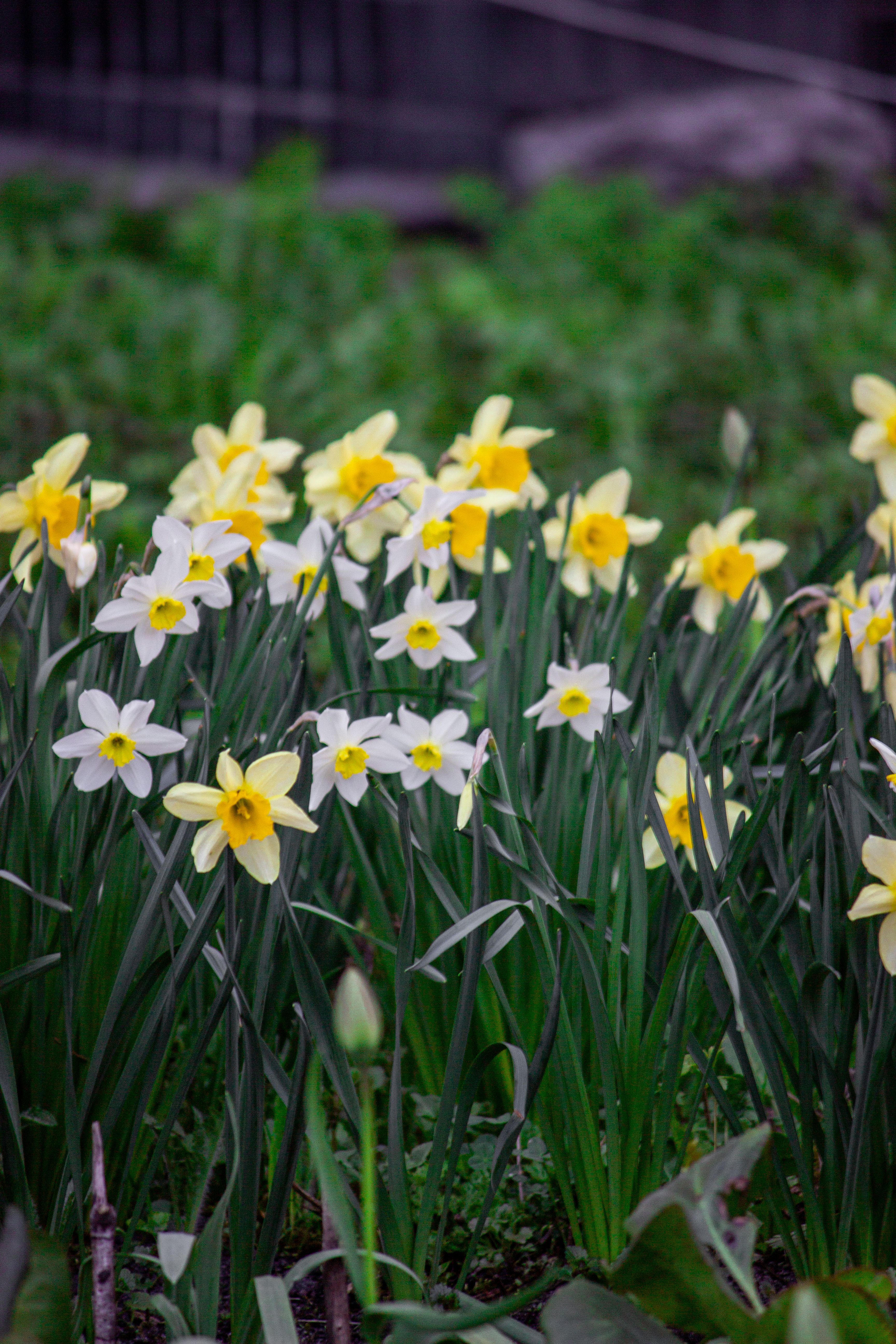 [ColoSach]-vibrant-yellow-and-white-daffodils-blooming-in-a-lush-green-garden-setting.