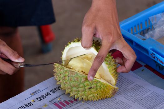 Close-up of hands carefully cutting open a fresh, ripe durian on newspaper.