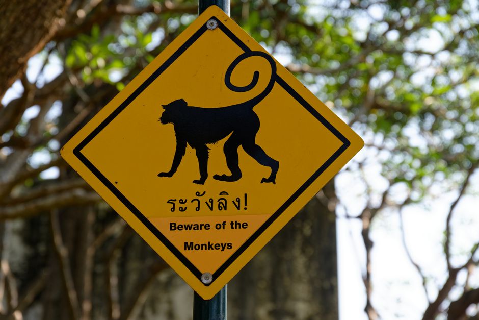 タイにある、木々に囲まれた「サル注意」の黄色い注意標識。