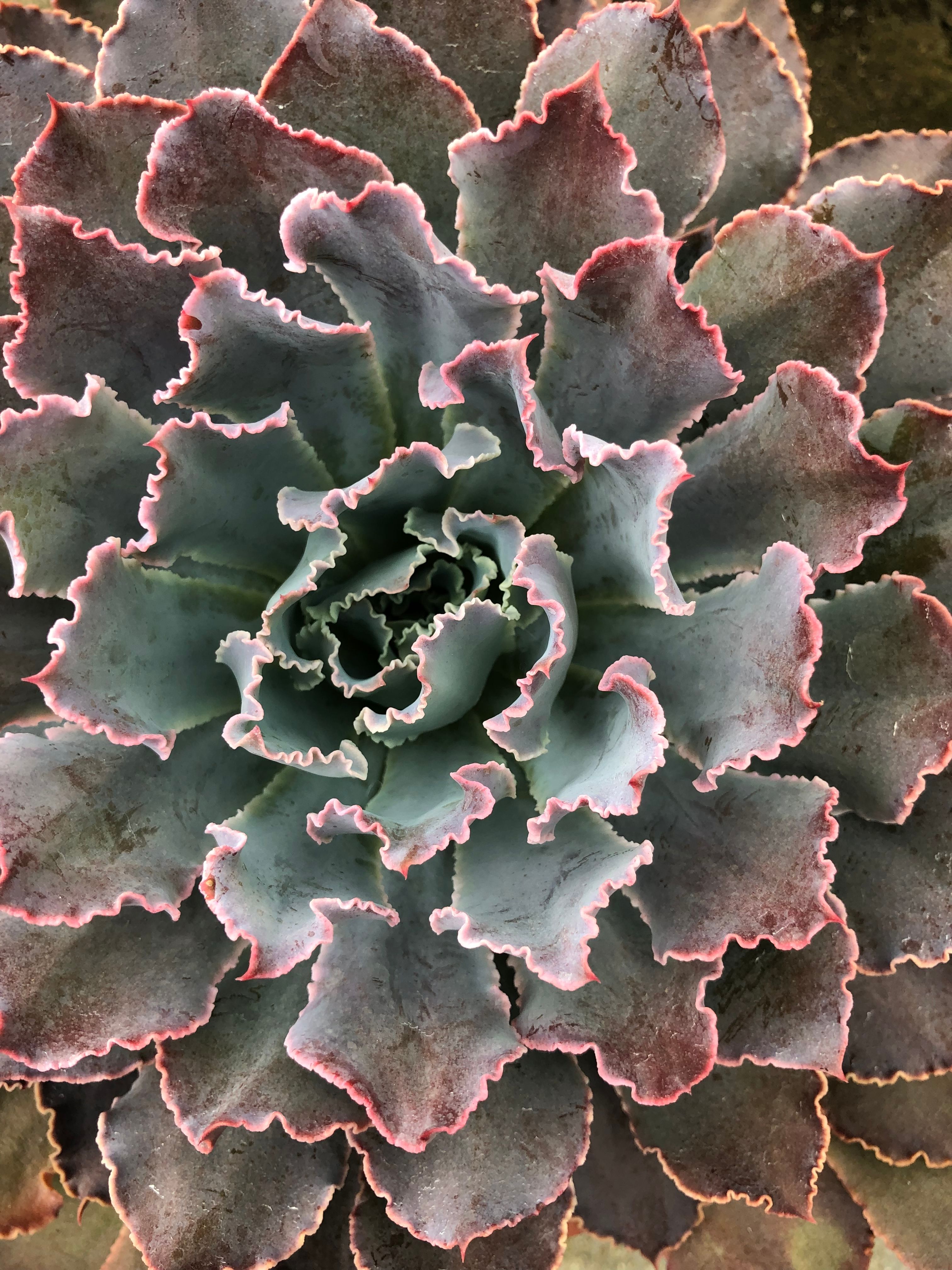Detailed view of an Echeveria succulent with pink-edged leaves in Cameron Highlands, Malaysia.