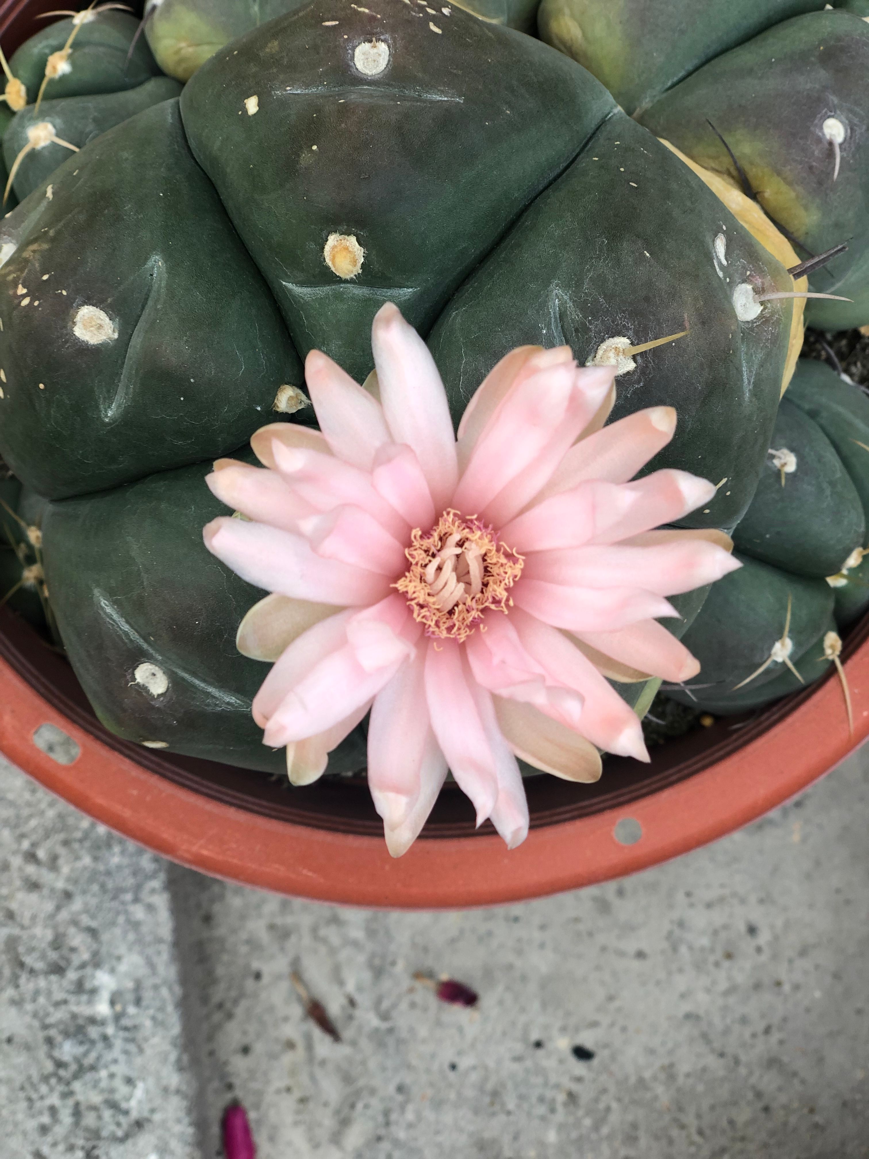 A vibrant pink cactus flower blooms against green cactus pads in Cameron Highlands, Malaysia.