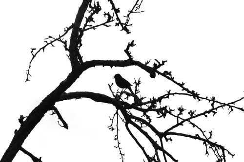 Free Stark silhouette of a bird perched on a leafless branch against a white sky. Stock Photo