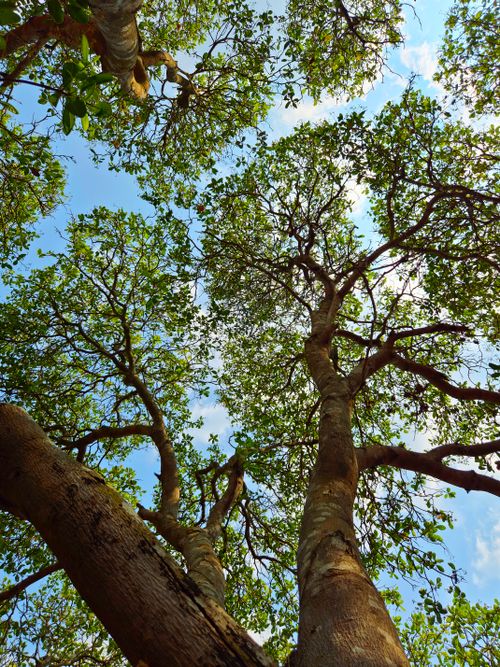 Free Looking up through a vibrant forest canopy in Gia Lai, Vietnam. A serene, natural scene. Stock Photo