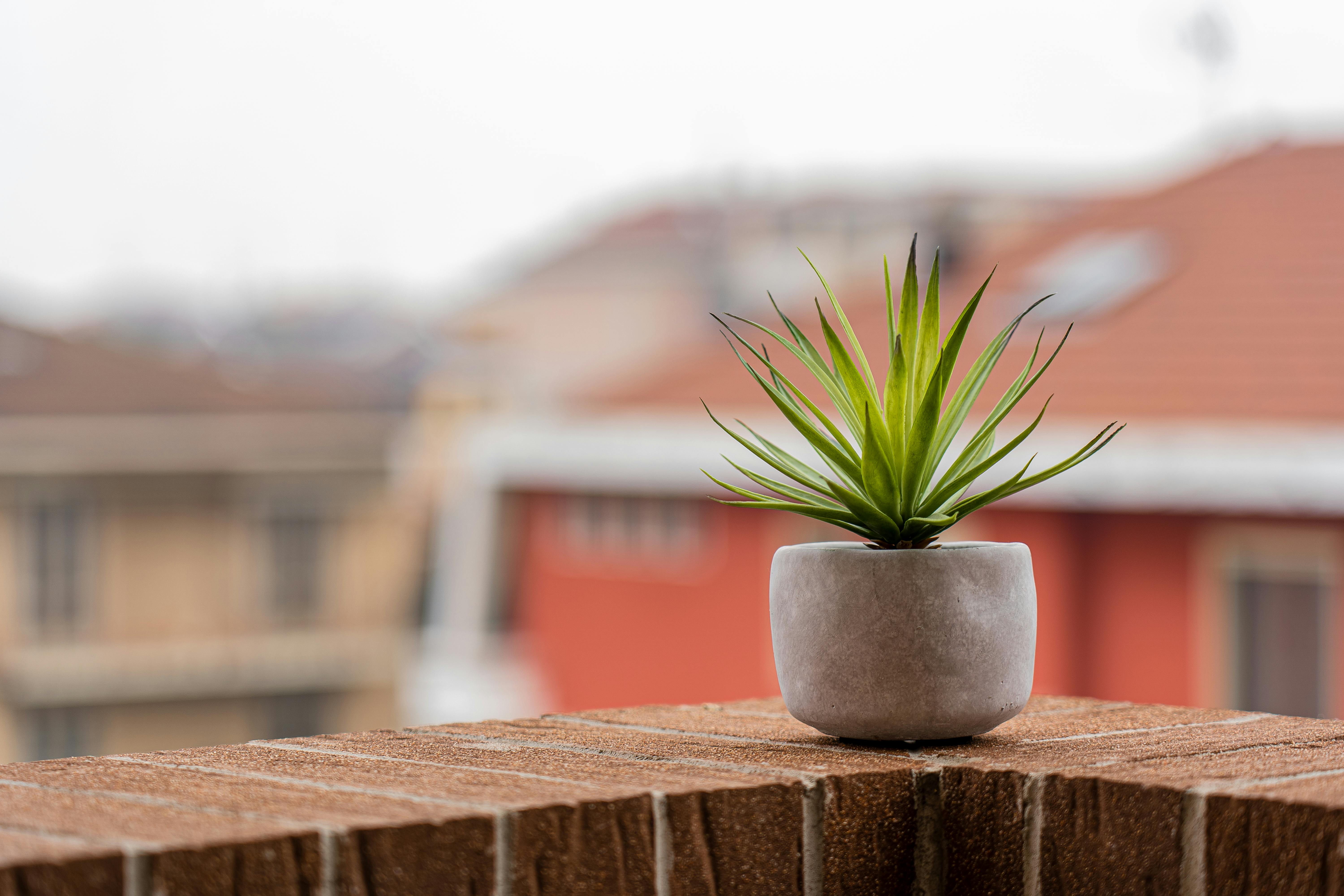 How to Start Urban Gardening on Your Balcony