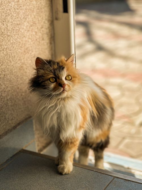 Free A beautiful calico cat with fluffy fur stands by a sunny doorway, looking curious. Stock Photo