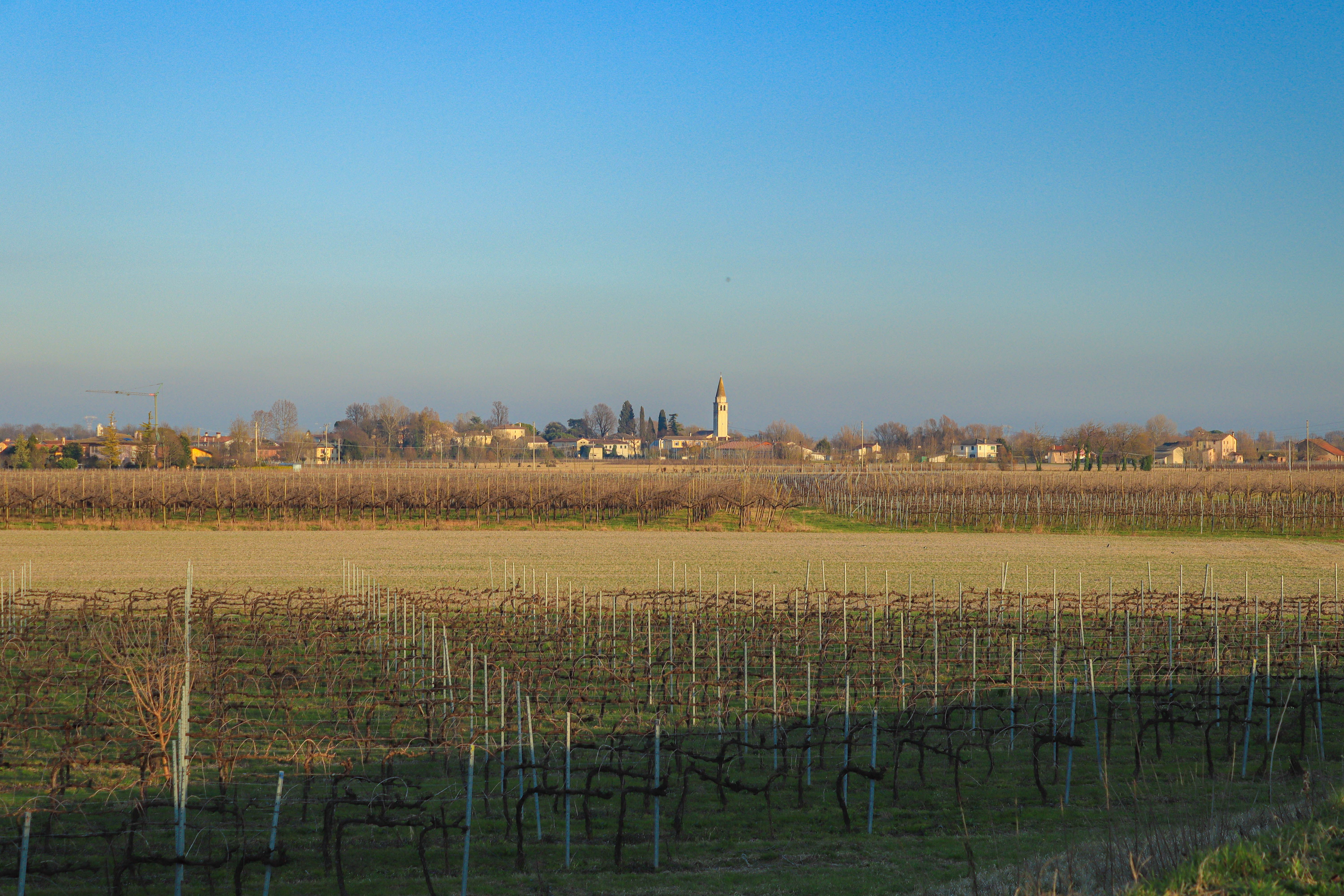 Vinograd na pobočjih s pogledom na hribovje