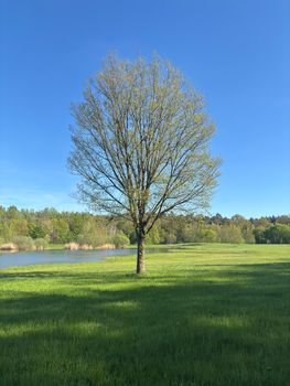 Serene spring landscape featuring a solitary tree by a pond under a clear blue sky.