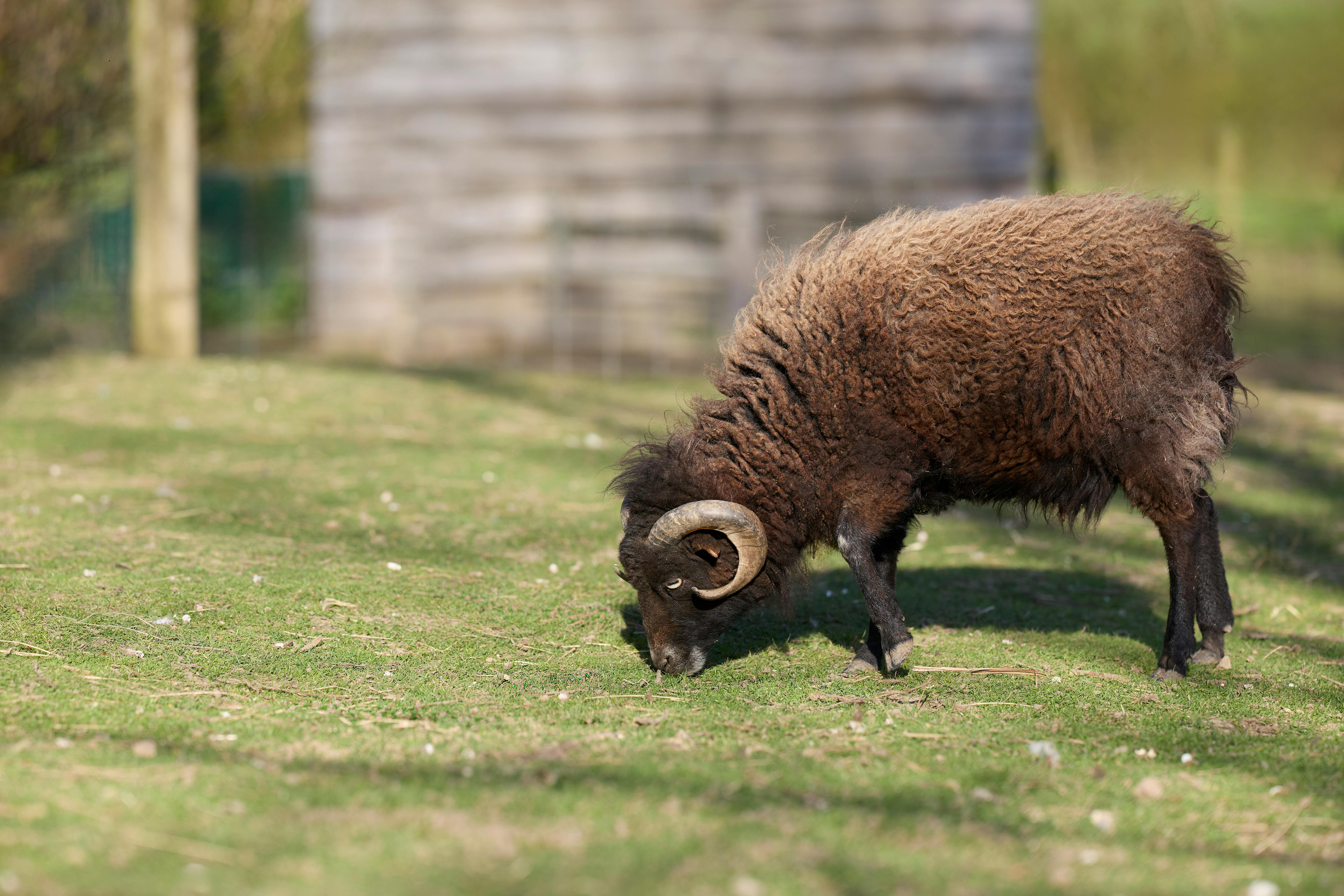 How the AI RAM shortage could impact consumer tech companies — Photo by Erwin Bosman on Pexels