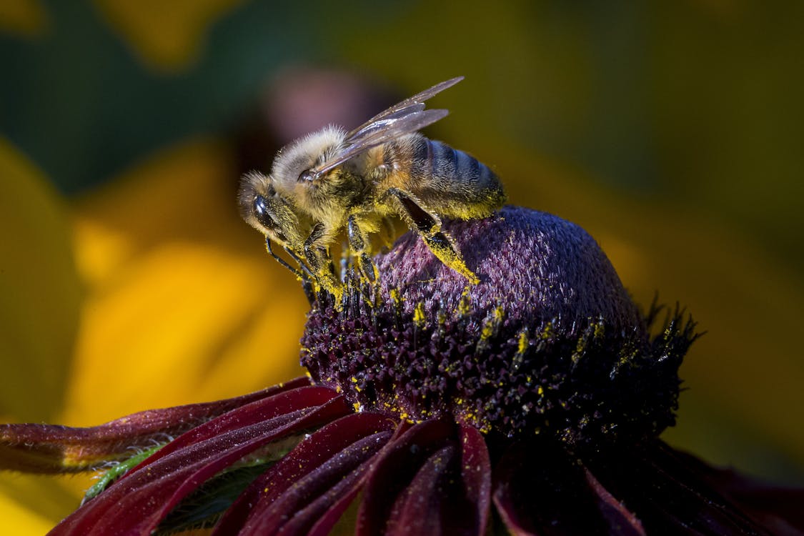 Bee on Bud of Purple Flower