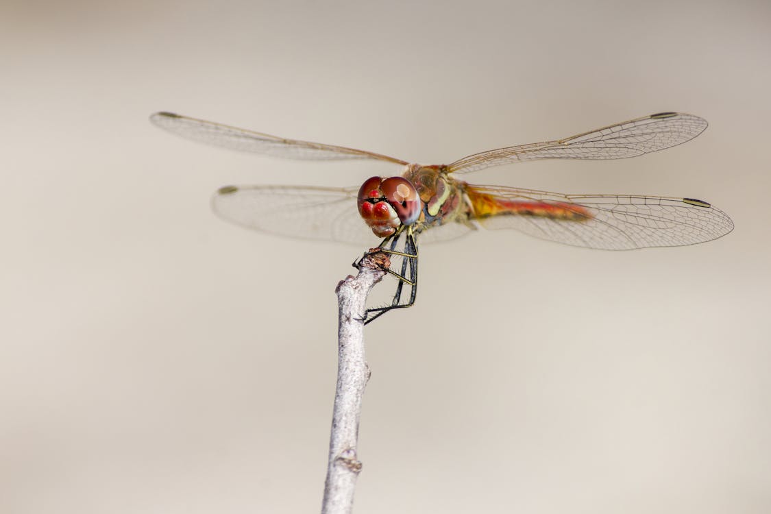 Dragonfly Perched On Brown Stem In Close Up Photography