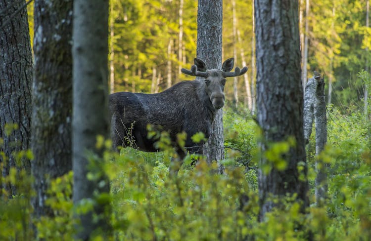 Moose In Trees