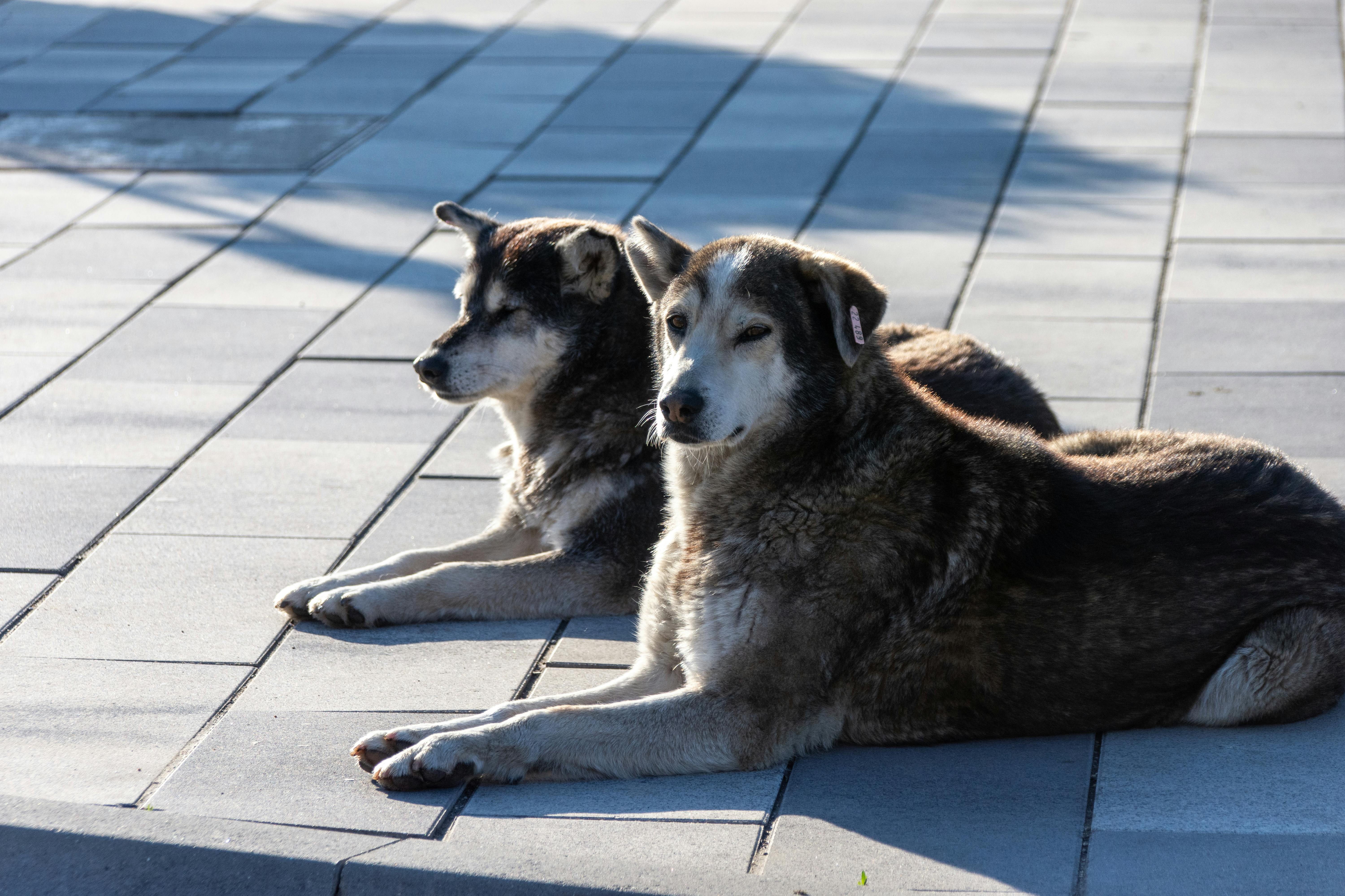 Dogs as Lifestyle Companions: What This Means for Brands &amp; Retailers — Photo by wal_ 172619 on Pexels
