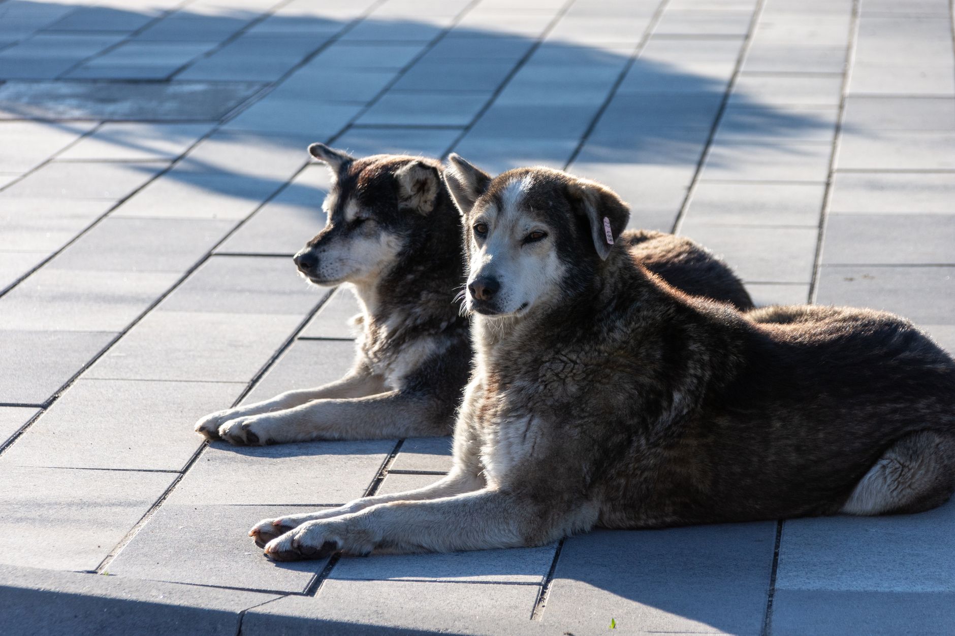 Portrait of a dog at a veterinary clinic