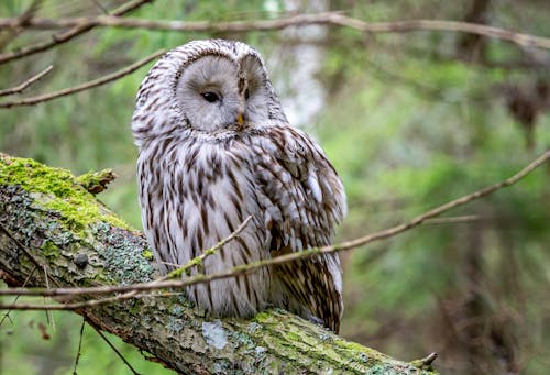 Brown Owl On Tree Branch