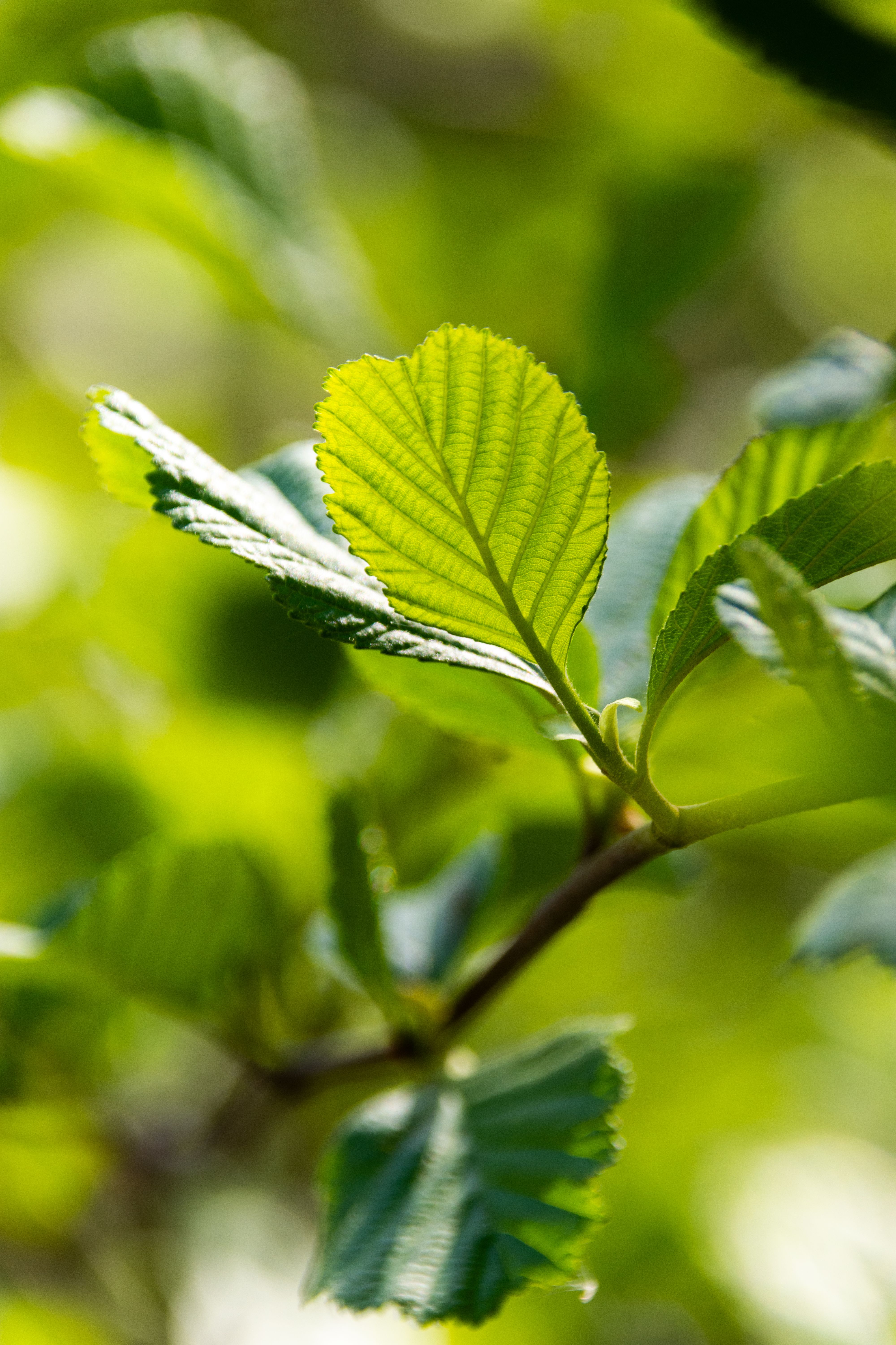 Close-up of Tree Branches with Bright Green Leaves · Free Stock Photo