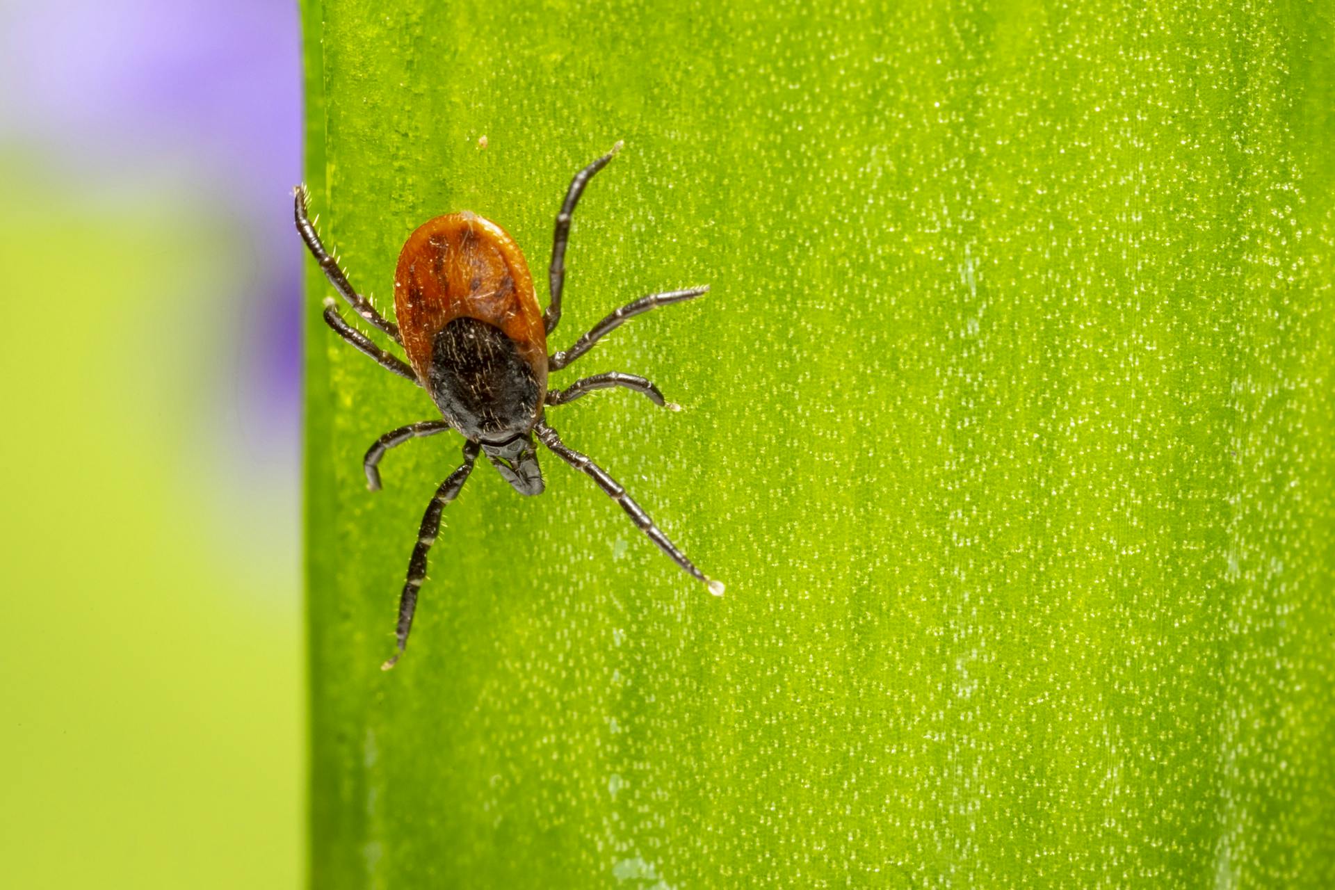 Macro Photo of Tick