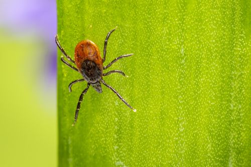 Free Macro shot of a tick on a green leaf, showcasing detailed texture and vibrant colors. Stock Photo