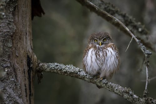 Brown And White Owl Perched On Tree Branch