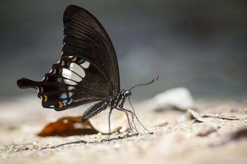 Foto d'estoc gratuïta de artròpode, entomologia, fons de pantalla de la papallona