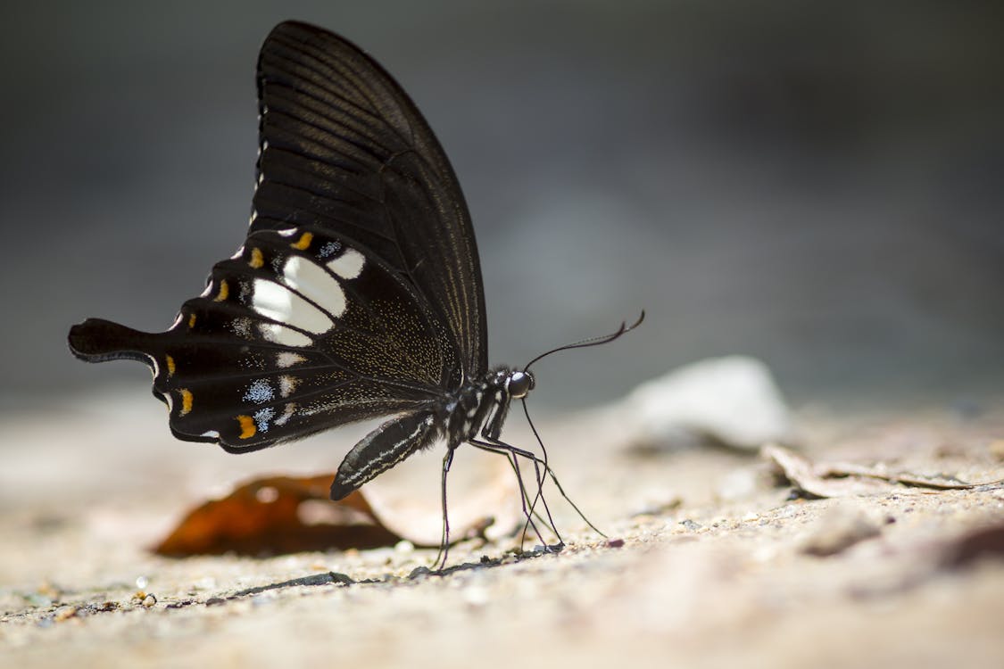 Macro Photography of Black Butterfly 