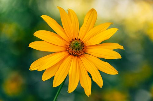 Free Close-up of a bright yellow daisy against a soft-focus green background, showcasing nature's beauty. Stock Photo