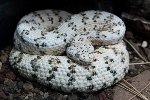 Free Speckled snake coiled on ground in a zoo exhibit, showcasing detailed scales. Stock Photo