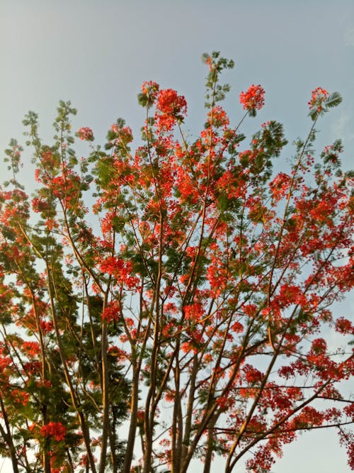フィリピン, モバイルチャレンジ, 咲く花の無料の写真素材