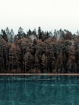 宁静的冬季照片中，冰冻的湖泊倒映着茂密的松林