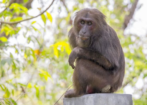 Gratis lagerfoto af abe, ansigtsudtryk, Asien