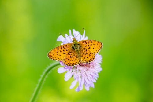 Yellow and Black Butterfly on Pink Flower