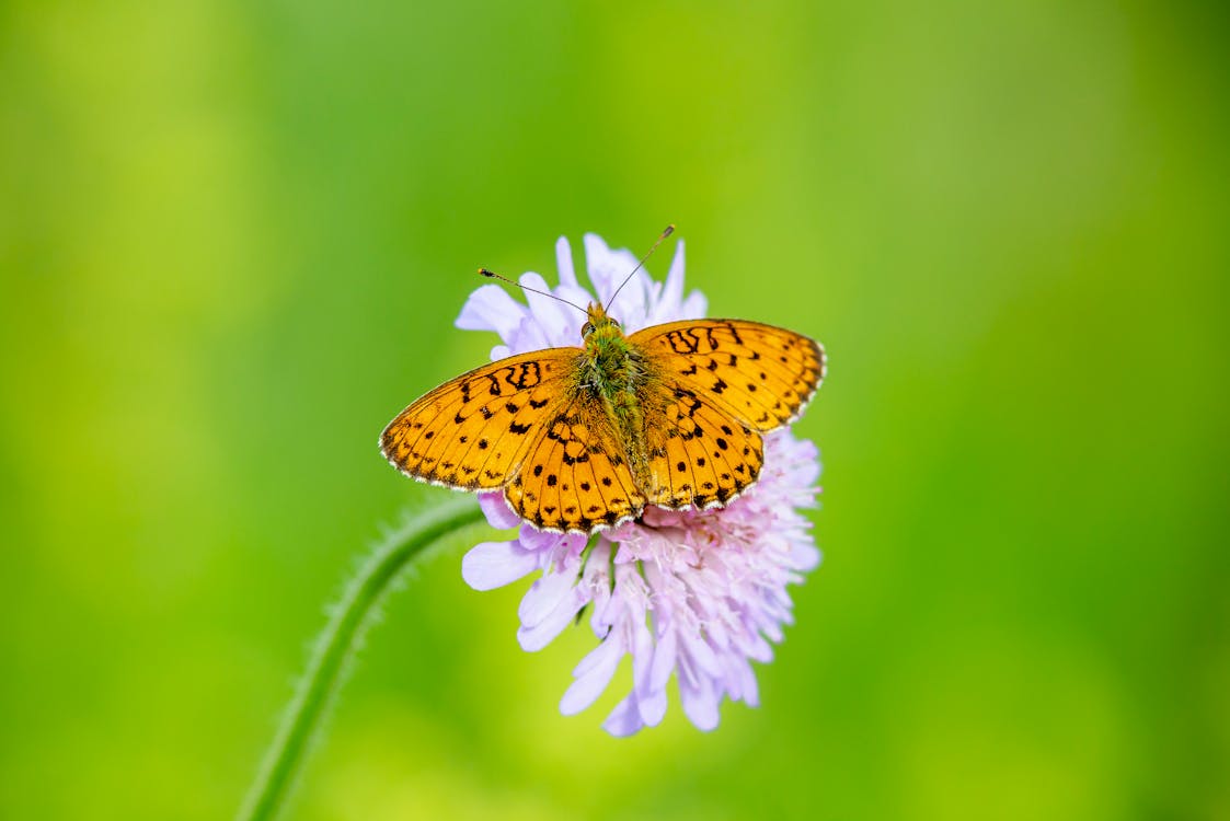 Yellow and Black Butterfly on Pink Flower